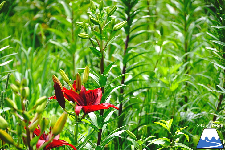 北海道最大級、213万輪のゆりの花！『オーンズ春香山ゆり園』